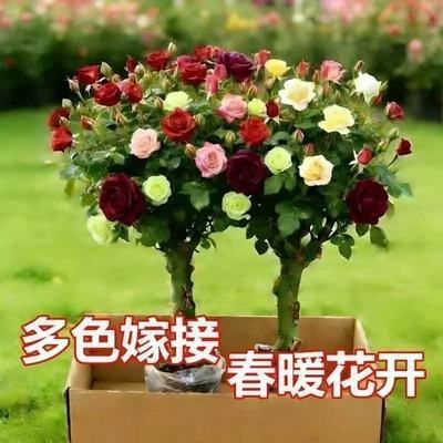 【香水玫瑰】新品爆款玫瑰老桩花卉根树苗盆栽大花绿植植物老桩苗