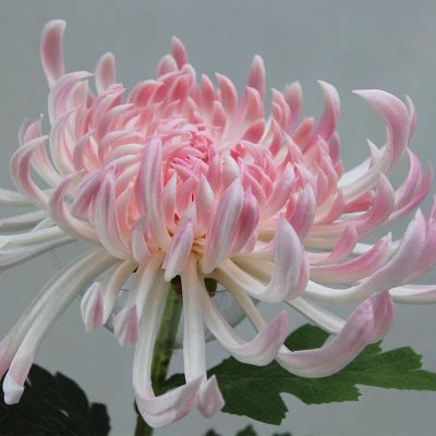 PU仿真大菊干花泡沫永不凋谢客厅餐桌ins风手工仿真花