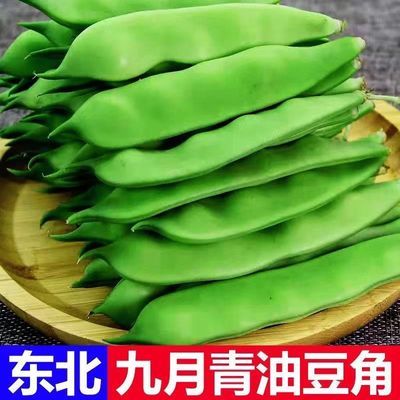 正宗东北吉林四平九月青油豆角新鲜采摘农家自种开锅就烂
