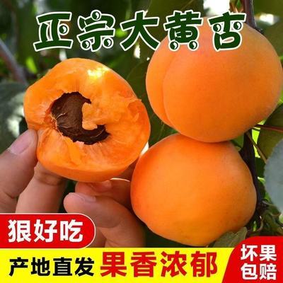 山西杏子新鲜金太阳大黄杏子水果应季孕妇水果酸甜凯特蜜杏现货