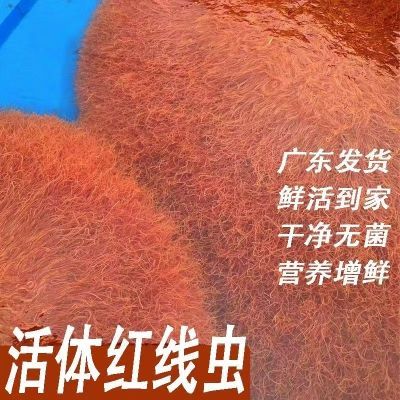新店活动广东新鲜红线虫蚓丝虫孔雀鱼观赏鱼六角饲料恐龙活食高蛋【15天内发货】