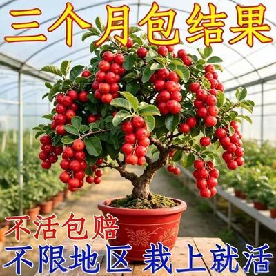 新品高钙果树苗特大钙果当年结果无籽软糯香甜南北方种植盆栽地栽