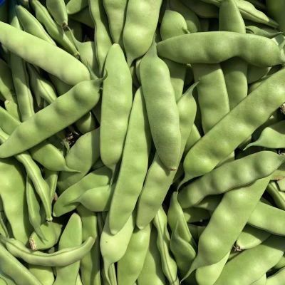 东北吉林特产东北九月青油豆角现摘现发产地直发冒泡豆角开锅烂