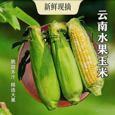 云南新鲜水果玉米带壳当季生吃甜金银玉米棒子苞谷米现摘包邮粟米优惠商品图片