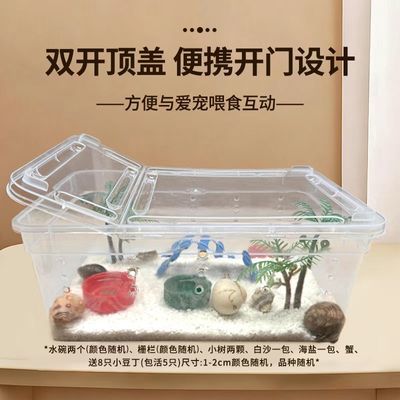 陆生寄居蟹新手饲养全套套装桌面懒人观赏小豆丁活体儿童六一礼物