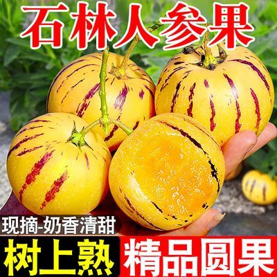 【树上熟黄果】云南石林人参果黄肉圆果应季新鲜低糖孕妇水果整箱