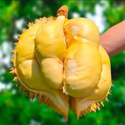 泰国榴莲果正宗金枕榴莲肉树熟有核鲜果