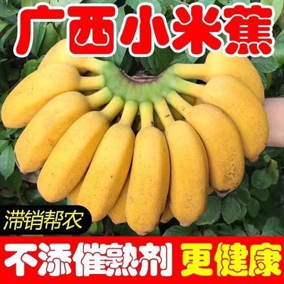 广西小米蕉新鲜水果甜糯纯天然香蕉