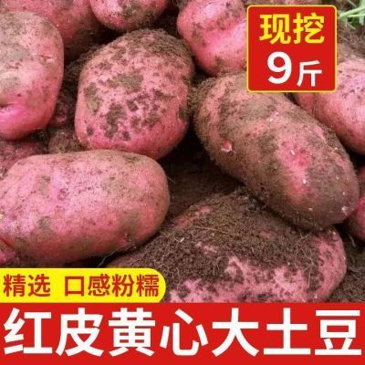 【新上市】正宗云南红皮土豆农家现挖黄心洋芋马铃薯批发新鲜蔬菜