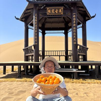 老农自种黄色西红柿甘肃古浪八步沙黄西红柿黄色水果沙瓤西红柿