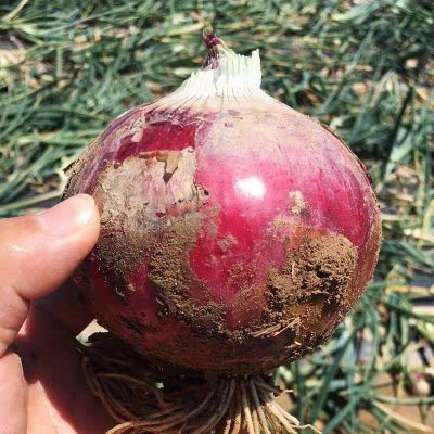 河南洋葱新鲜紫红洋葱现挖农家自种圆葱葱头多汁新鲜圆葱蔬菜批发
