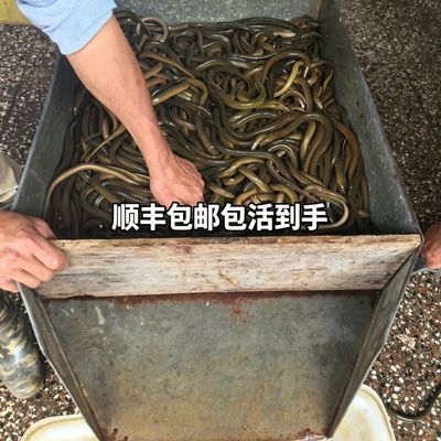 江西优质稻田黄鳝包活盘龙鳝太极图野生黄鳝活黄鳝优惠商品图片