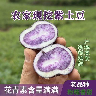 贵州高山乌洋芋 新鲜现挖 老品种特产 紫皮土豆马铃薯 花青素满满