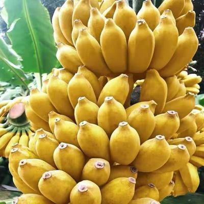 [精品广西小米蕉]现摘现发青蕉香蕉当季水果成熟薄皮甜糯香蕉酸甜