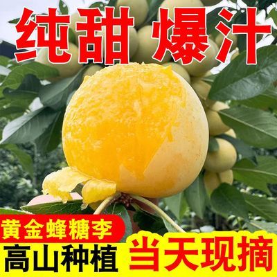 【黄金蜂糖李】四川脆甜李子当季新鲜水果青脆脱骨冰糖李整箱批发