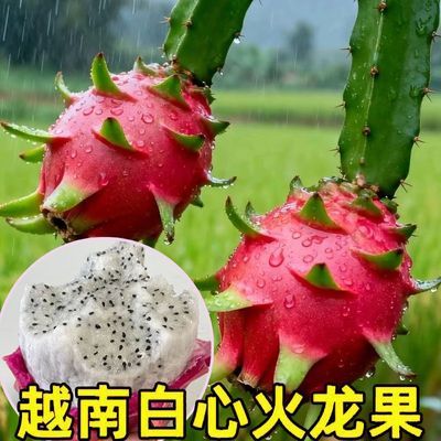 越南进口热带水果金都火龙果一号红心白心整箱应季孕妇新鲜当季
