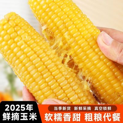 东北黄糯黏玉米250g*8根 5.3元 - 线报酷