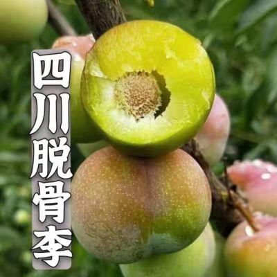 脱骨李子青脆李正宗茵红李空心新鲜脱骨李子便宜四川脱骨李子