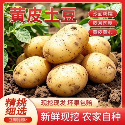 唯依美无芯卷纸10卷4层100克 4.9元，5斤黄皮土豆 4.9元 - 线报酷