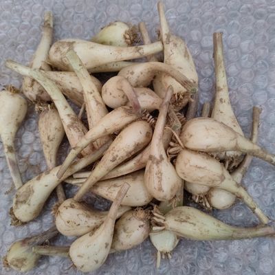 当季现挖江西藠头荞头自种新鲜荞头现蔬菜农家泡菜教头小蒜茭头