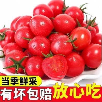3斤圣女果正宗红色樱桃小番茄新鲜水果批发应季果蔬柿子枣精装发