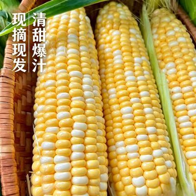 云南新鲜水果甜玉米生吃榨汁糯苞谷减棒子带壳现当季蔬菜0脂食材优惠商品图片