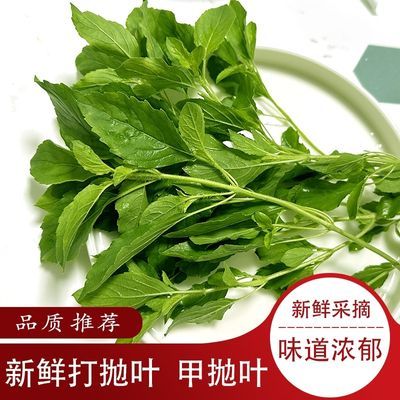 新鲜甲抛叶泰国食材打抛猪肉配菜塔抛嘎抛叶甲抛打抛叶圣罗勒叶