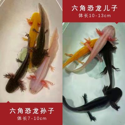 蝾螈幼体六角恐龙鱼宠物观赏鱼六角龙鱼活物好养不打氧冷水四脚鱼