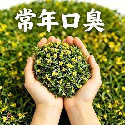 口苦口干口腔异味口气清新茶口臭三清茶清火茶调理肠胃去肝火胃火