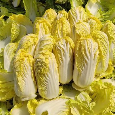 云南新鲜蔬菜露天黄心娃娃农家高山自种直发正宗娃娃菜 现砍现发