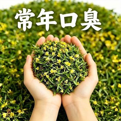 口苦口干口腔异味口气清新茶口臭三清茶清火茶调理肠胃去肝火胃火