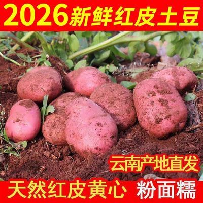 正宗云南红皮土豆产地直发粉糯面新鲜土豆大个农家自种便宜蔬菜