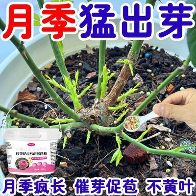 月季花专用多花粉月季花专用肥营养液月季催芽爆芽防黄叶枯萎家用