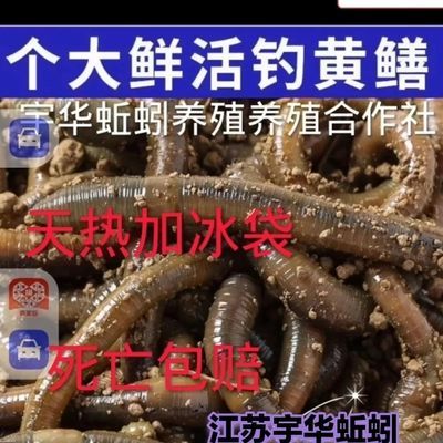 黄鳝钓饵特大青蚯蚓活饵专业垂钓必备