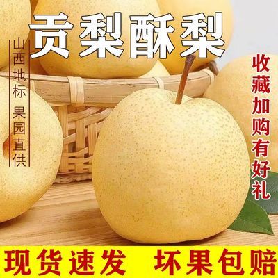 酥梨批发当季新鲜无渣梨子脆甜多汁贡梨正宗山西贡梨蜂糖梨子新鲜