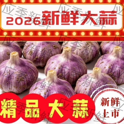 2026头茬河南紫皮大蒜 现挖新鲜湿蒜农家自种蒜头批发