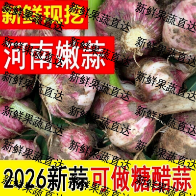 现挖现发紫皮大蒜2026新蒜湿蒜炒菜腌制糖蒜鲜蒜自种河南产地直发