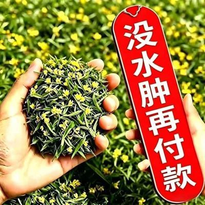 水肿利水茶去水肿浮肿眼皮肿腿肿去水肿利水茶汉方消肿茶养生茶