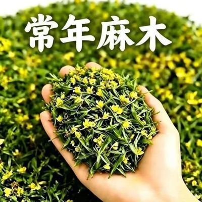 手脚麻木关节抽筋四肢麻木指尖脚掌麻木刺痛腿麻茶