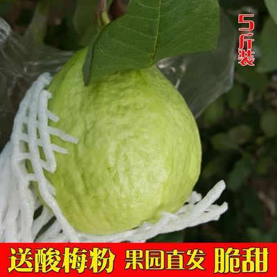 包邮5斤整箱广东白心芭乐当季本地番石榴脆甜巴乐果园新鲜采摘