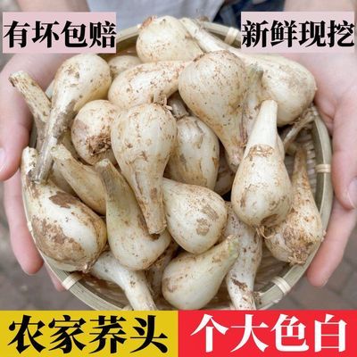 江西荞头现挖新鲜茭头腌制农家自种蔬菜无叶叫头教头大个藠头优惠商品图片