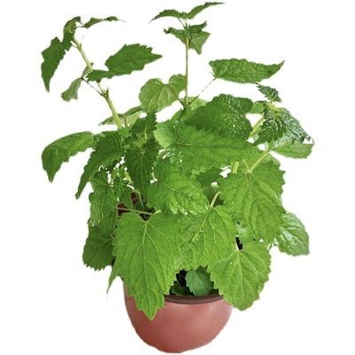 藿香盆栽苗大叶薄荷可食用植物庭院阳台可种植驱蚊香草香菜绿植
