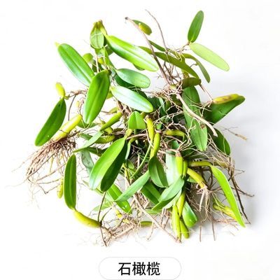 新鲜原生态单叶石橄榄广东鸡煲煲汤材料胶质丰富佳品包邮