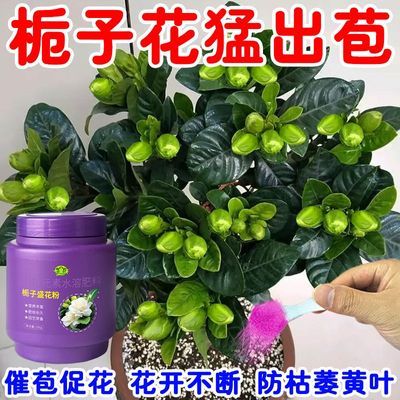 【猛开】栀子花肥料专用肥专用营养液防掉花苞黄叶烂根掉叶不开花