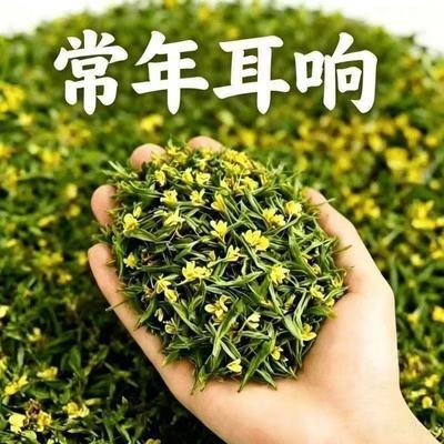 耳朵/响听力/下降 蝉/鳴 声/泡茶 汉方 洱茶/养生茶泡茶