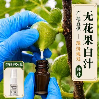 新鲜无花果汁液白汁纯汁原浆乳液青皮白浆无花果树枝叶现挤现发