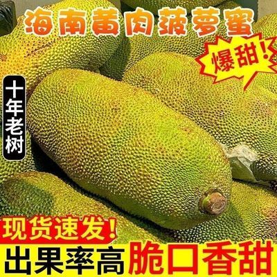 正宗海南黄肉菠萝蜜新鲜现摘一整个干苞特产当季热带水果应季批发