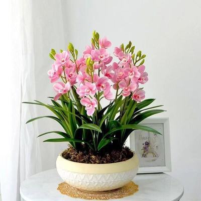 香水兰花耐寒耐热四季开花橙心兰花水球根土培水培浓香型植重瓣