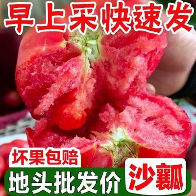 【现摘现发】山西运城红柿新鲜生吃沙瓤水果自然番茄水果当季蔬菜