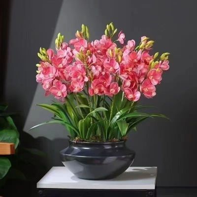 香水兰花耐寒耐热四季开花橙心兰花水球根土培水培浓香型植重瓣